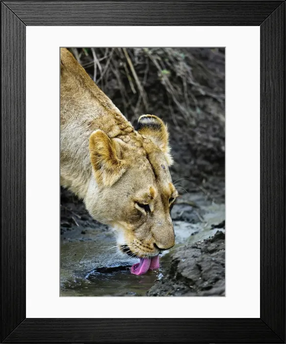 Framed Print : Lion (Panthera leo) drinking. Phinda / Munyawana / Zuka Game Reserve Framed Print : Lion (Panthera leo) drinking. Phinda / Munyawana / Zuka Game Reserve