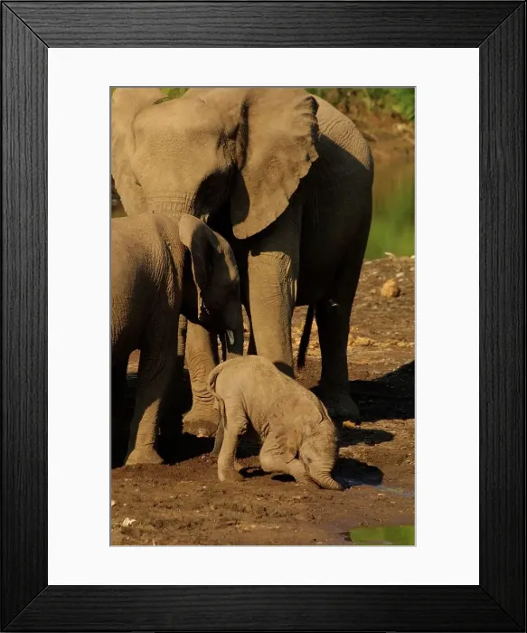 Framed Print : Elephant calves playing. Mashatu Game Reserve Framed Print : Elephant calves playing. Mashatu Game Reserve
