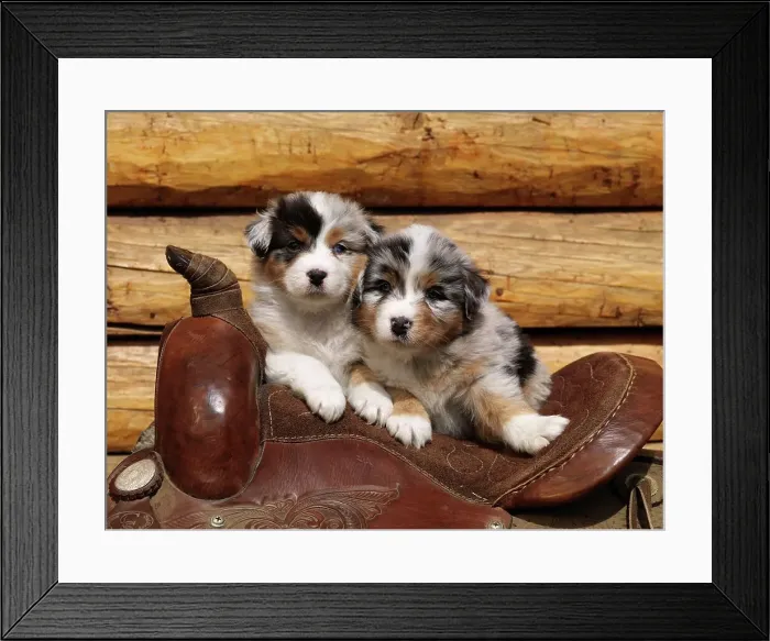 Framed Print : Australian Shepherds, AKC, five-week-old puppies photographed in Fairbanks Framed Print : Australian Shepherds, AKC, five-week-old puppies photographed in Fairbanks