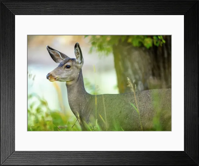 Framed Print : Blacktailed deer doe in Waterton National Park Framed Print : Blacktailed deer doe in Waterton National Park