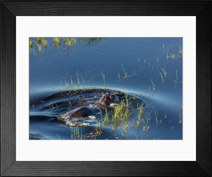 Framed Print : Aerial view of Common hippopotamus or hippo (Hippopotamus amphibius) Framed Print : Aerial view of Common hippopotamus or hippo (Hippopotamus amphibius)