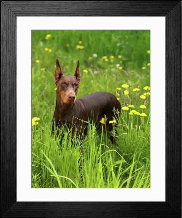 Framed Print : Doberman Pinscher, AKC, 2 1 / 2-old Dorey photographed in Anchorage