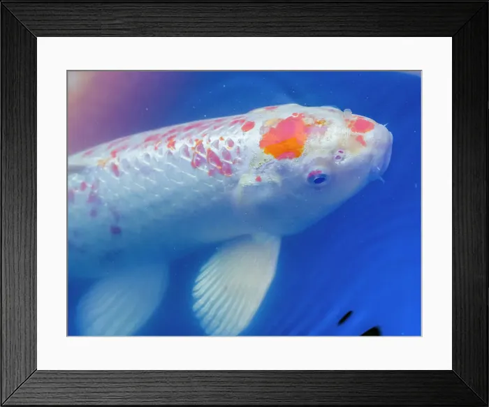 Framed Print : Koi Fish Swimming In Blue Water Framed Print : Koi Fish Swimming In Blue Water
