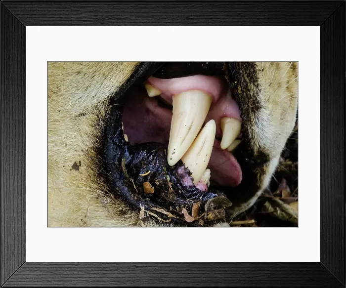 Framed Print : Detail of the canine teeth of a Lion (Panthera leo) Framed Print : Detail of the canine teeth of a Lion (Panthera leo)