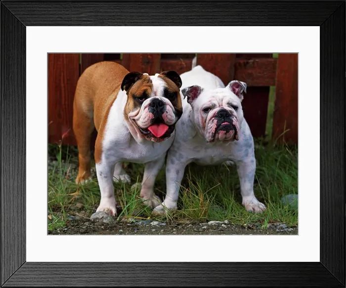 Framed Print : English Bulldog, AKC, 9-month-old puppies Zar and Maroyine photographed in Palmer