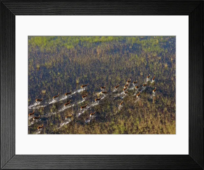 Framed Print : Aerial view of red lechwe (Kobus leche leche)