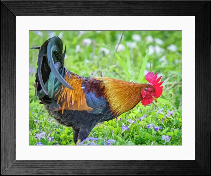 Framed Print : Kauai feral chicken