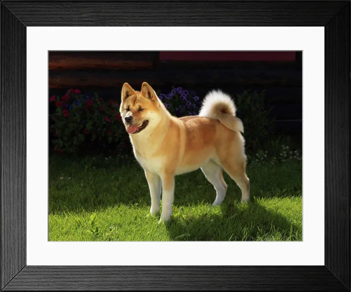 Framed Print : Akita, AKC, 3-year-old Skyler photographed in Palmer, Alaska and owned by Kathy Petrina 0f Wasilla, Alaska Framed Print : Akita, AKC, 3-year-old Skyler photographed in Palmer, Alaska and owned by Kathy Petrina 0f Wasilla, Alaska