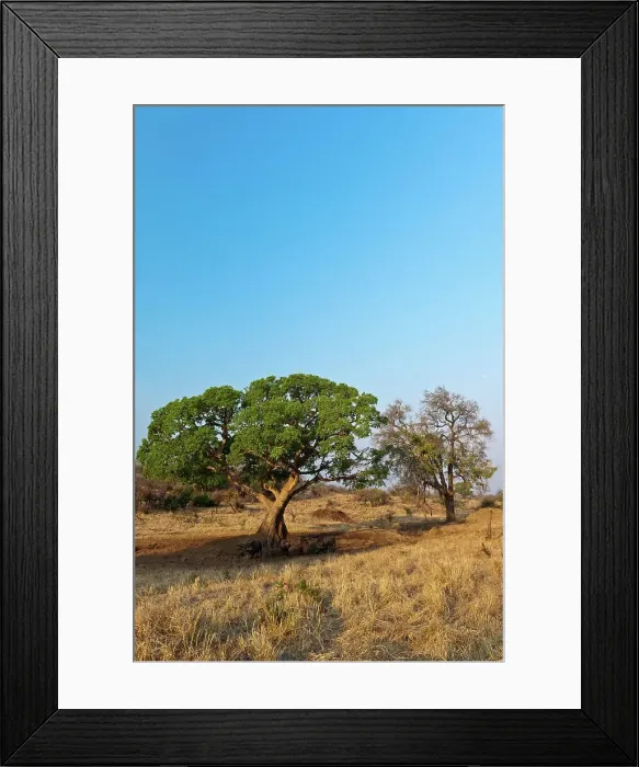 Framed Print : African buffalo, affalo or Cape buffalo (Syncerus caffer) under a ficus (Fig) tree Framed Print : African buffalo, affalo or Cape buffalo (Syncerus caffer) under a ficus (Fig) tree