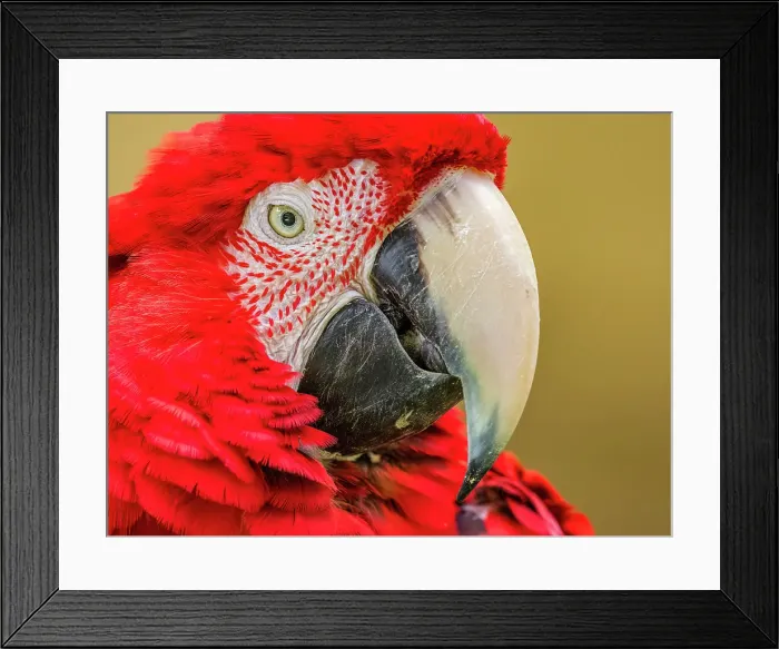 Framed Print : Parrot on Kauai