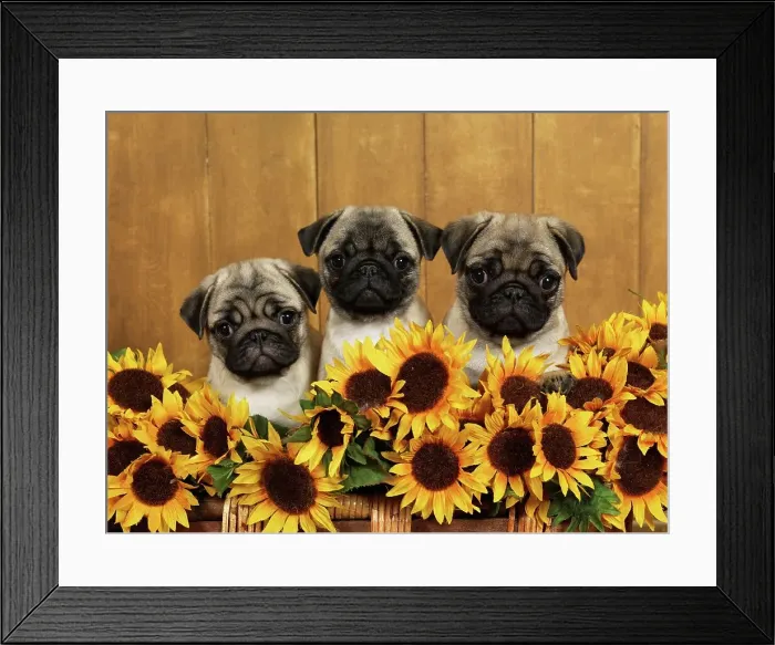 Framed Print : Pugs, AKC, 12-week-old puppies photographed at Randi's studio and owned by Linda Fellows of Anchorage