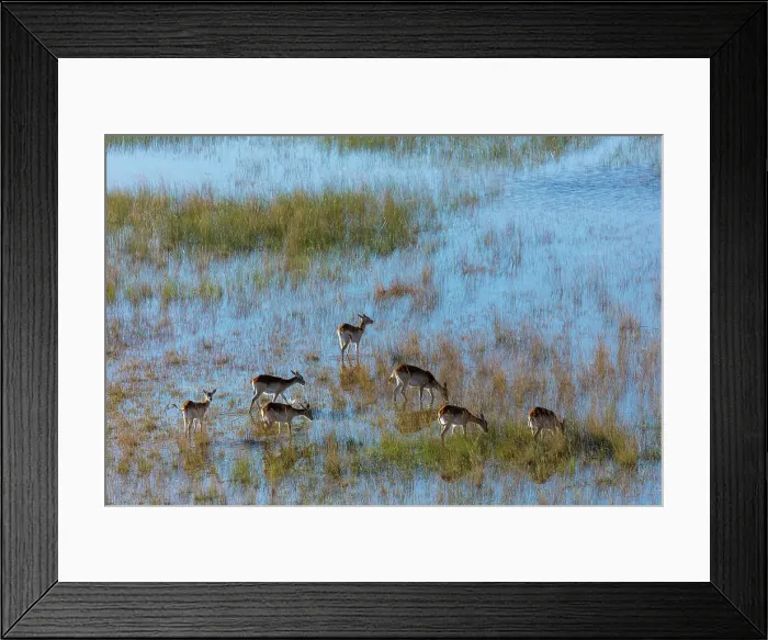 Framed Print : Aerial view of red lechwe (Kobus leche leche) Framed Print : Aerial view of red lechwe (Kobus leche leche)