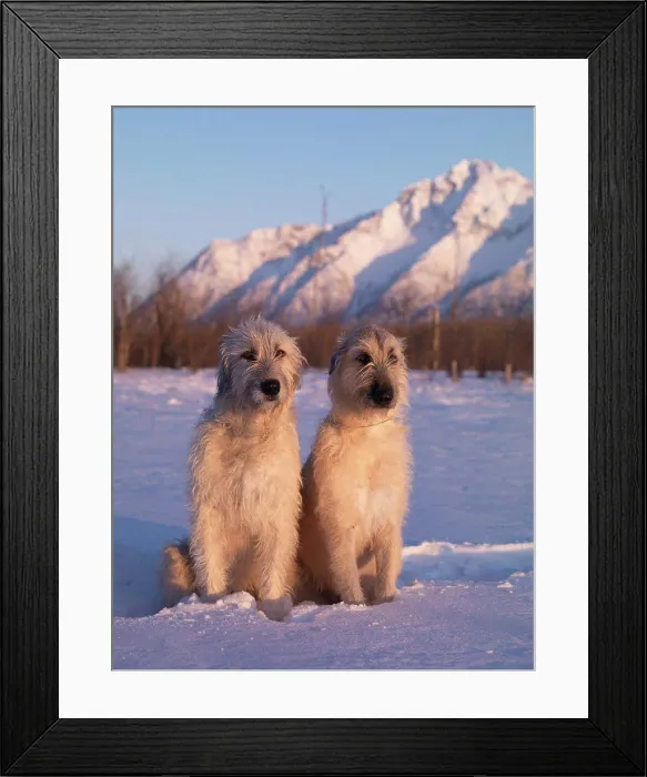 Framed Print : IDOG-RA7972, rish Wolfhounds, AKC Framed Print : IDOG-RA7972, rish Wolfhounds, AKC