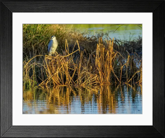Framed Print : Black-Crowned Night Heron on Maui Hawaii Framed Print : Black-Crowned Night Heron on Maui Hawaii