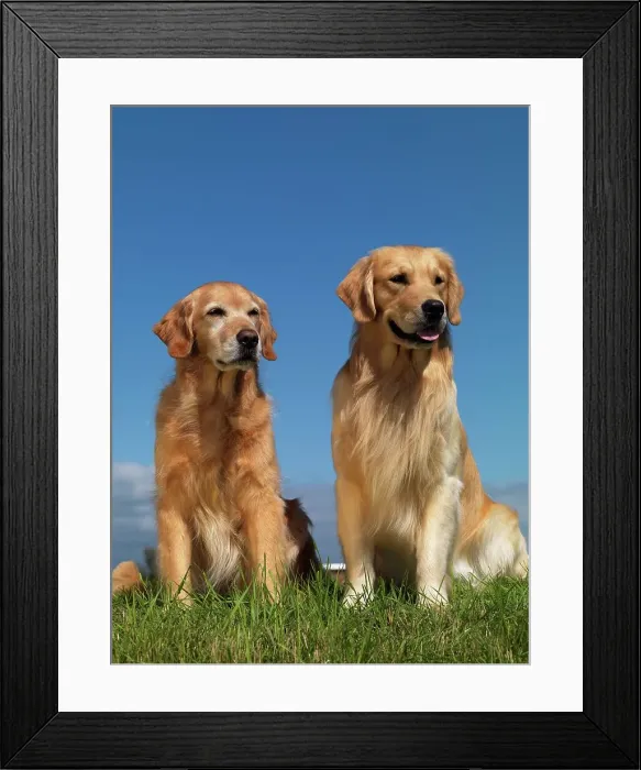 Framed Print : Golden Retrievers, AKC, 2-year-old Higgins and 9-year-old Keeper photographed in Palmer