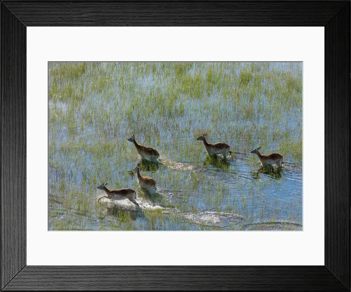 Framed Print : Aerial view of red lechwe (Kobus leche leche) Framed Print : Aerial view of red lechwe (Kobus leche leche)