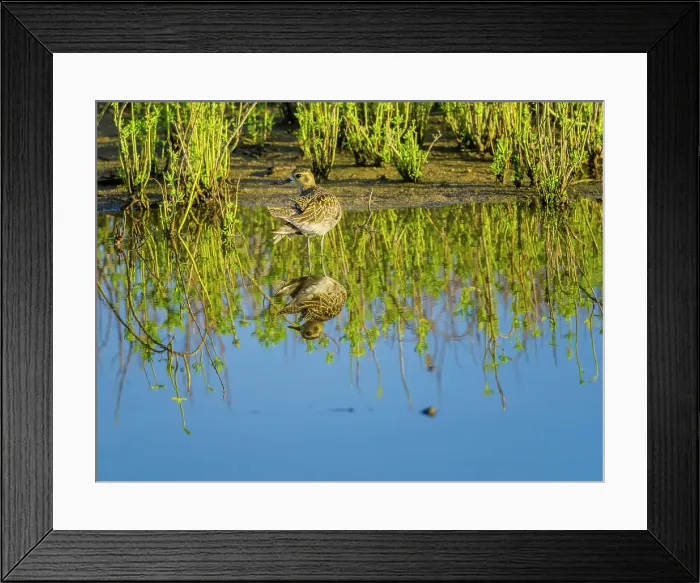 Framed Print : Wandering tattler on Maui Hawaii