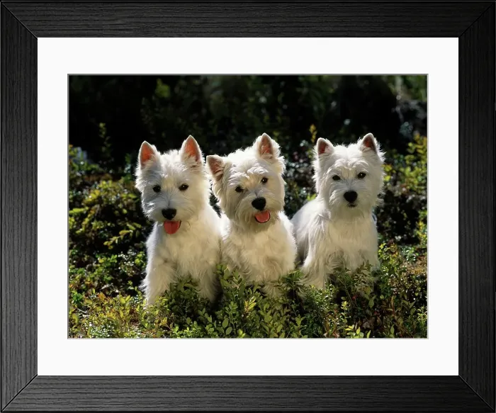 Framed Print : West Highland White Terriers, AKC Framed Print : West Highland White Terriers, AKC