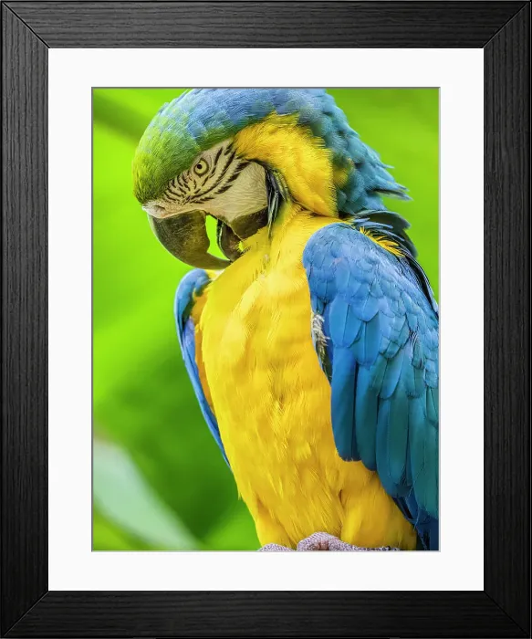 Framed Print : Parrot on Kauai Framed Print : Parrot on Kauai