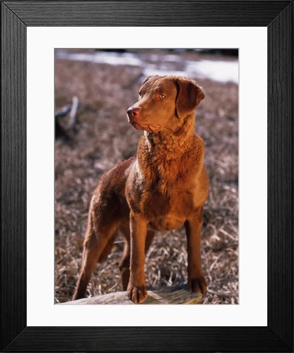 Framed Print : Chesapeake Bay Retriever, AKC, 7 1 / 2-year-old Valdez photographed on the Palmer Hay Flats Framed Print : Chesapeake Bay Retriever, AKC, 7 1 / 2-year-old Valdez photographed on the Palmer Hay Flats