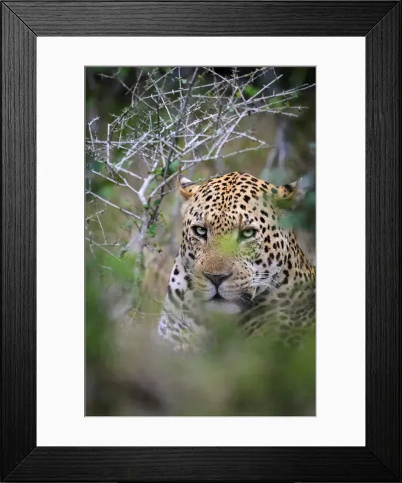 Framed Print : Leopard (Panthera pardus) male Framed Print : Leopard (Panthera pardus) male