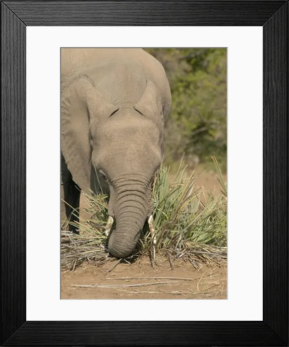 Framed Print : Elephant (Loxodonta africana) Framed Print : Elephant (Loxodonta africana)