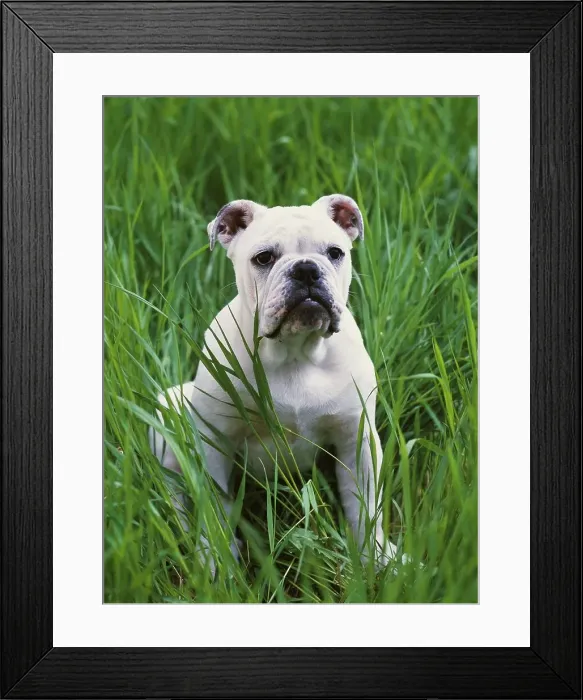 Framed Print : English Bulldog, AKC, five-month-old Axle owned by Tina and Chris Boren of Wasilla Framed Print : English Bulldog, AKC, five-month-old Axle owned by Tina and Chris Boren of Wasilla