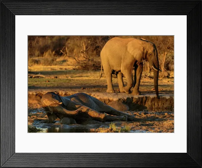 Framed Print : African bush elephant or African savanna elephant (Loxodonta africana) rolling in mud