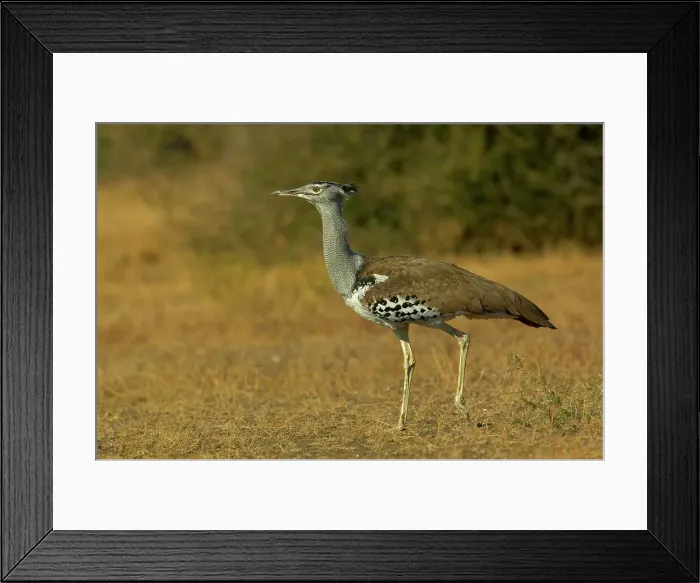 Framed Print : Kori Bustard (Ardeotis kori) walking in veld Framed Print : Kori Bustard (Ardeotis kori) walking in veld