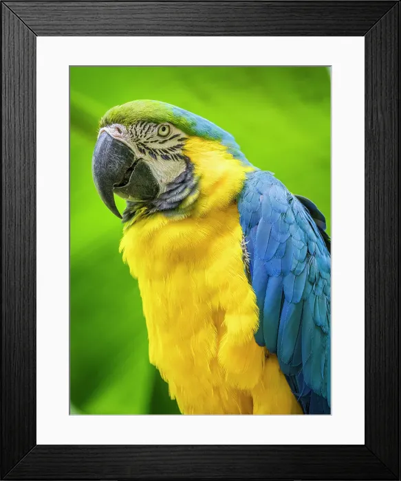 Framed Print : Parrot on Kauai Framed Print : Parrot on Kauai