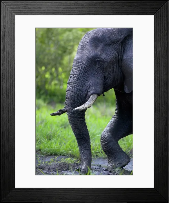 Framed Print : Elephant (Loxodonta africana) spraying itself with mud Framed Print : Elephant (Loxodonta africana) spraying itself with mud