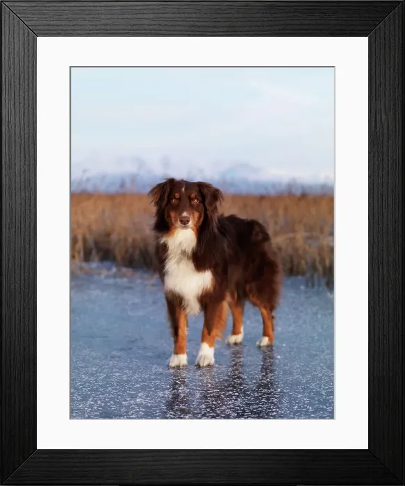 Framed Print : Australian Shepherd, AKC, 5-year-old Stony photographed at Palmer Hay Flats State Game Refuge in Wasilla Framed Print : Australian Shepherd, AKC, 5-year-old Stony photographed at Palmer Hay Flats State Game Refuge in Wasilla