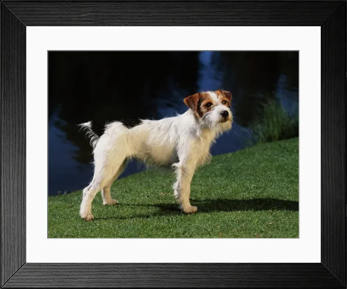 Framed Print : Jack Russell Terrier, AKC, 2-year-old Gretchen photographed at Waldron Lake in Anchorage Framed Print : Jack Russell Terrier, AKC, 2-year-old Gretchen photographed at Waldron Lake in Anchorage