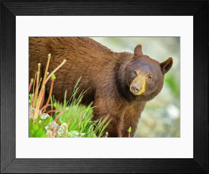 Framed Print : Black Bear in Jasper National Park, Canada