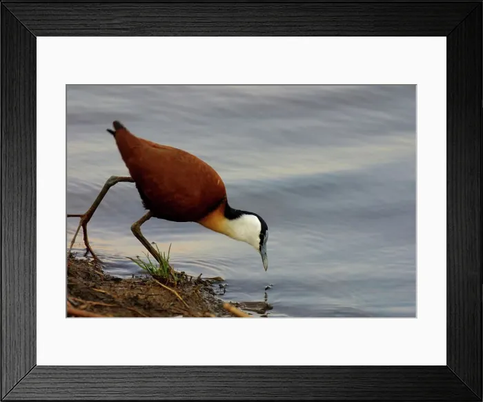 Framed Print : Lesser Jacana. iNyamithi Pan. Ndumu Game Reserve Framed Print : Lesser Jacana. iNyamithi Pan. Ndumu Game Reserve