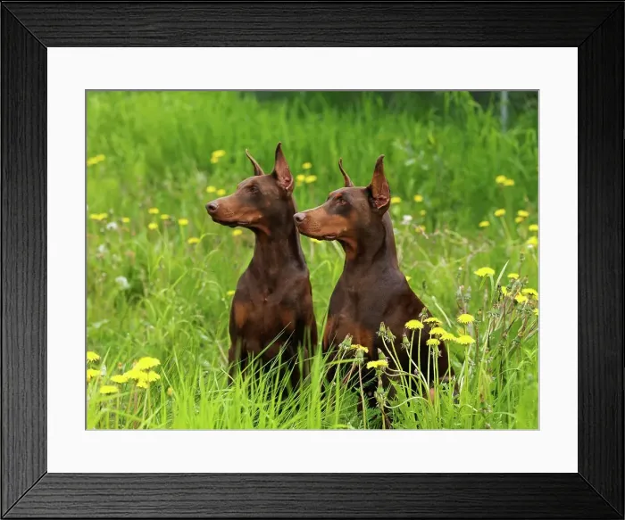 Framed Print : Doberman Pinschers, AKC, 4-year-old Nemo and 2 1 / 2-old Dorey photographed in Anchorage