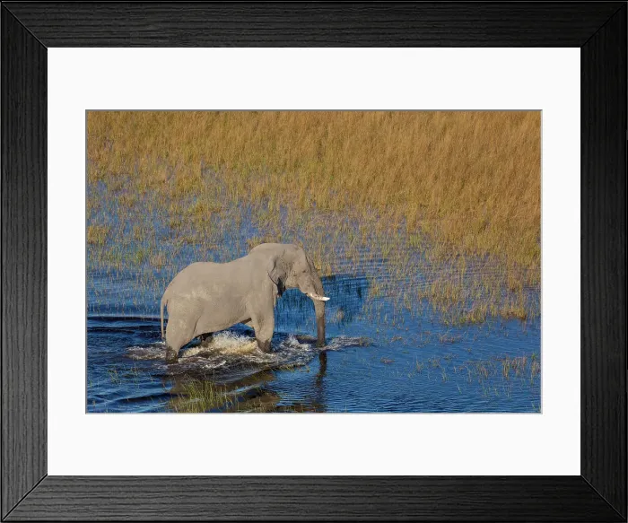 Framed Print : Aerial view of African bush elephant (Loxodonta africana) Framed Print : Aerial view of African bush elephant (Loxodonta africana)