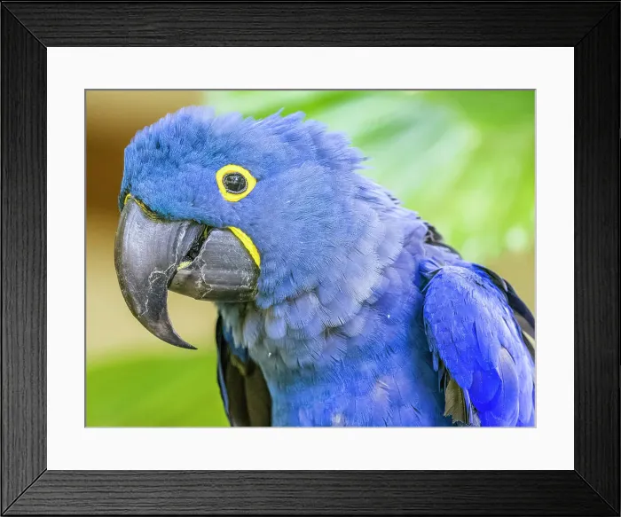 Framed Print : Parrot on Kauai Framed Print : Parrot on Kauai