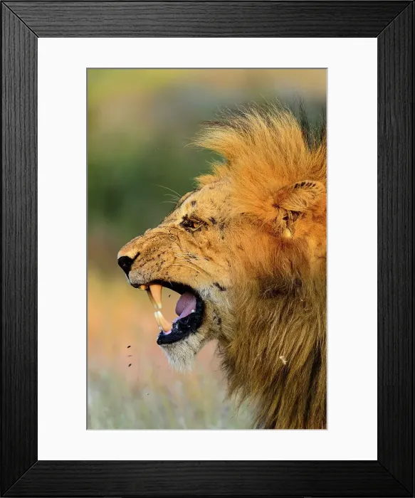 Framed Print : Lion (Panthera leo) yawning. Timbavati Game Reserve Framed Print : Lion (Panthera leo) yawning. Timbavati Game Reserve