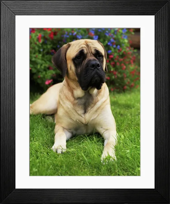 Framed Print : Mastiff, AKC, 1 1 / 2-year-old Doug photographed in Palmer Framed Print : Mastiff, AKC, 1 1 / 2-year-old Doug photographed in Palmer