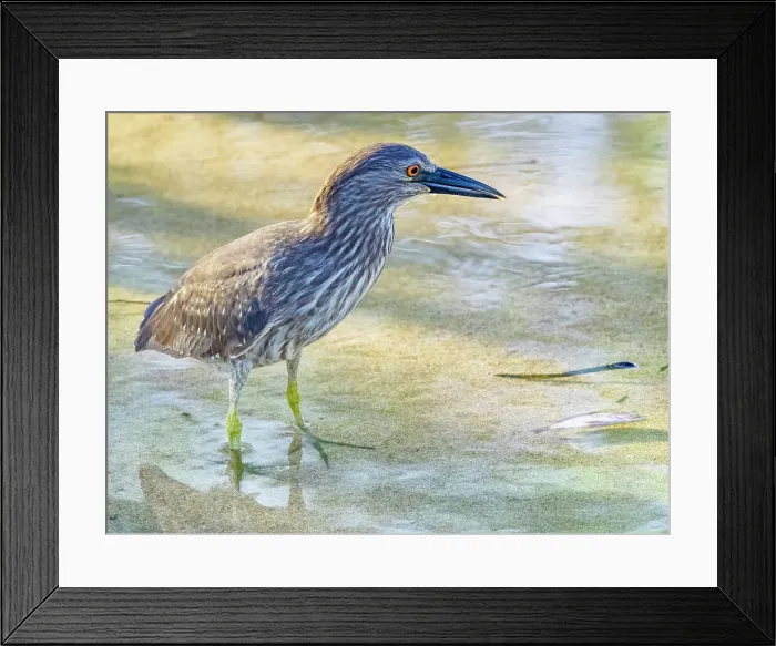 Framed Print : Juvinial Black-Crowned Night Heron on Maui Hawaii Framed Print : Juvinial Black-Crowned Night Heron on Maui Hawaii