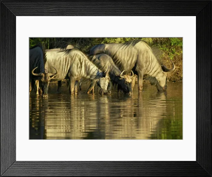 Framed Print : Blue Wildebeest (Connochaetes gnou) herd drinking at a waterhole Framed Print : Blue Wildebeest (Connochaetes gnou) herd drinking at a waterhole