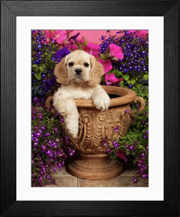 Framed Print : American Cocker Spaniels, AKC, 4-week-old puppy photographed at Randi's studio and owned by Linda Cordle of Palmer