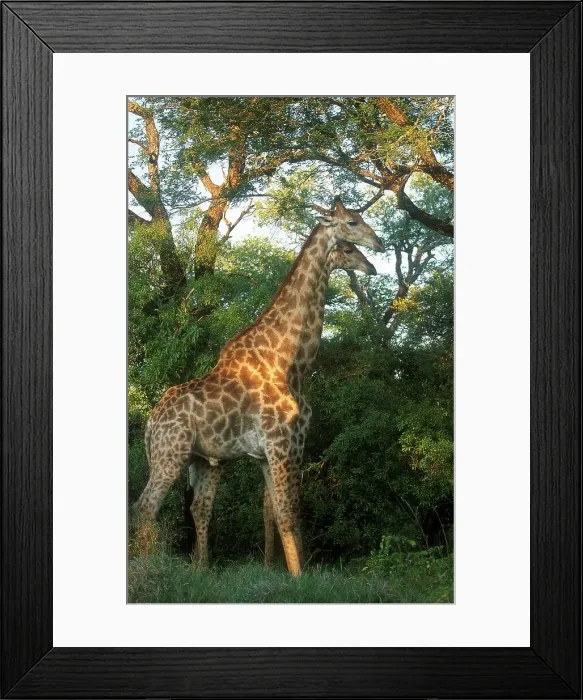 Framed Print : Giraffe in veld. MalaMala Game Reserve Framed Print : Giraffe in veld. MalaMala Game Reserve