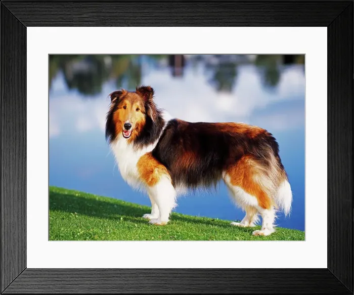 Framed Print : Shetland Sheepdog, AKC, 3-year-old Killian Framed Print : Shetland Sheepdog, AKC, 3-year-old Killian