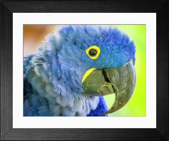 Framed Print : Parrot on Kauai Framed Print : Parrot on Kauai