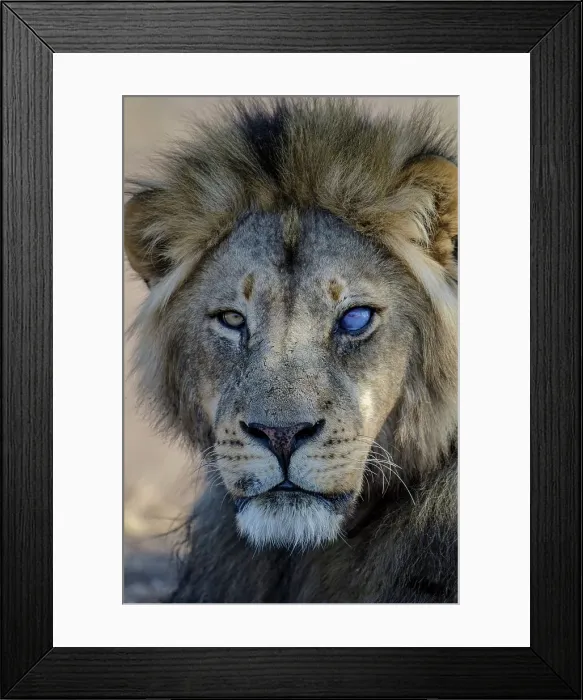 Framed Print : Lion (Panthera leo) with an injured eye Framed Print : Lion (Panthera leo) with an injured eye