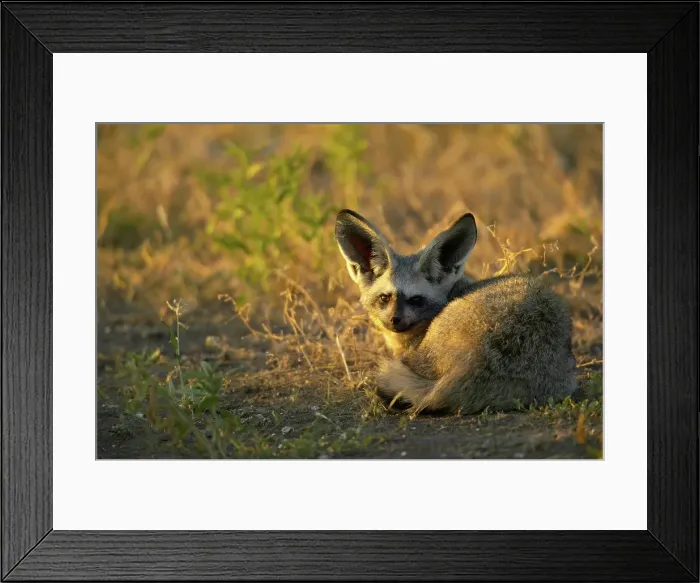 Framed Print : Bat-Eared Fox (Otocyon meaglotis) in veld in early morning Framed Print : Bat-Eared Fox (Otocyon meaglotis) in veld in early morning