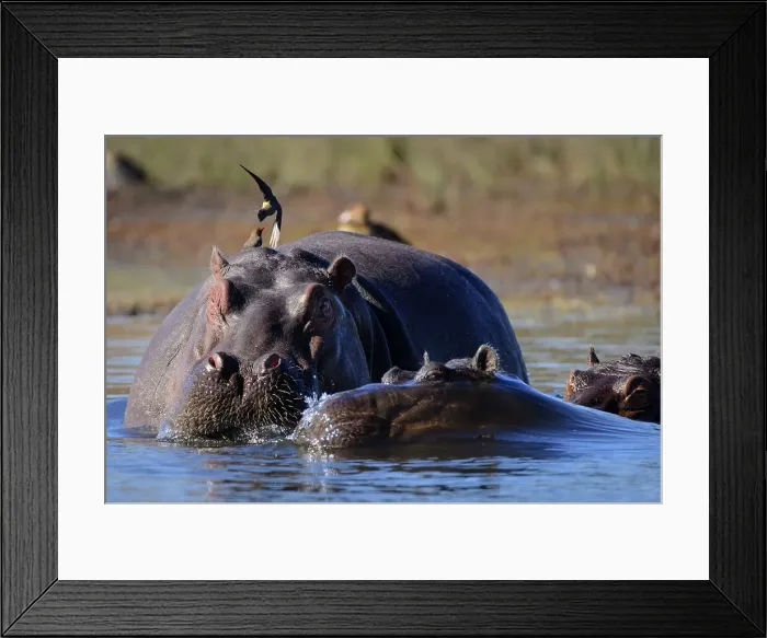 Framed Print : Hippopotamus (Hippopotamus amphibius) Framed Print : Hippopotamus (Hippopotamus amphibius)