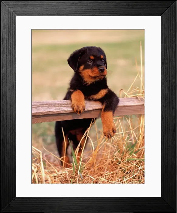 Framed Print : Rottweiler, AKC, 8-week-old puppy Bayne photographed at Creamer's Field in Fairbanks
